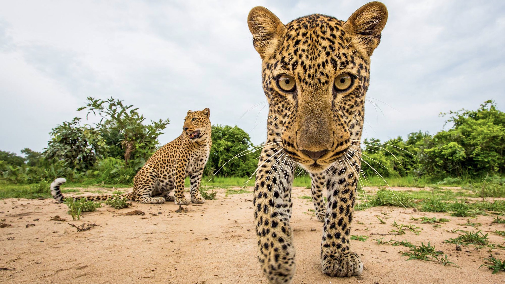 Playful Leopard Cub By Will Burrard Lucas