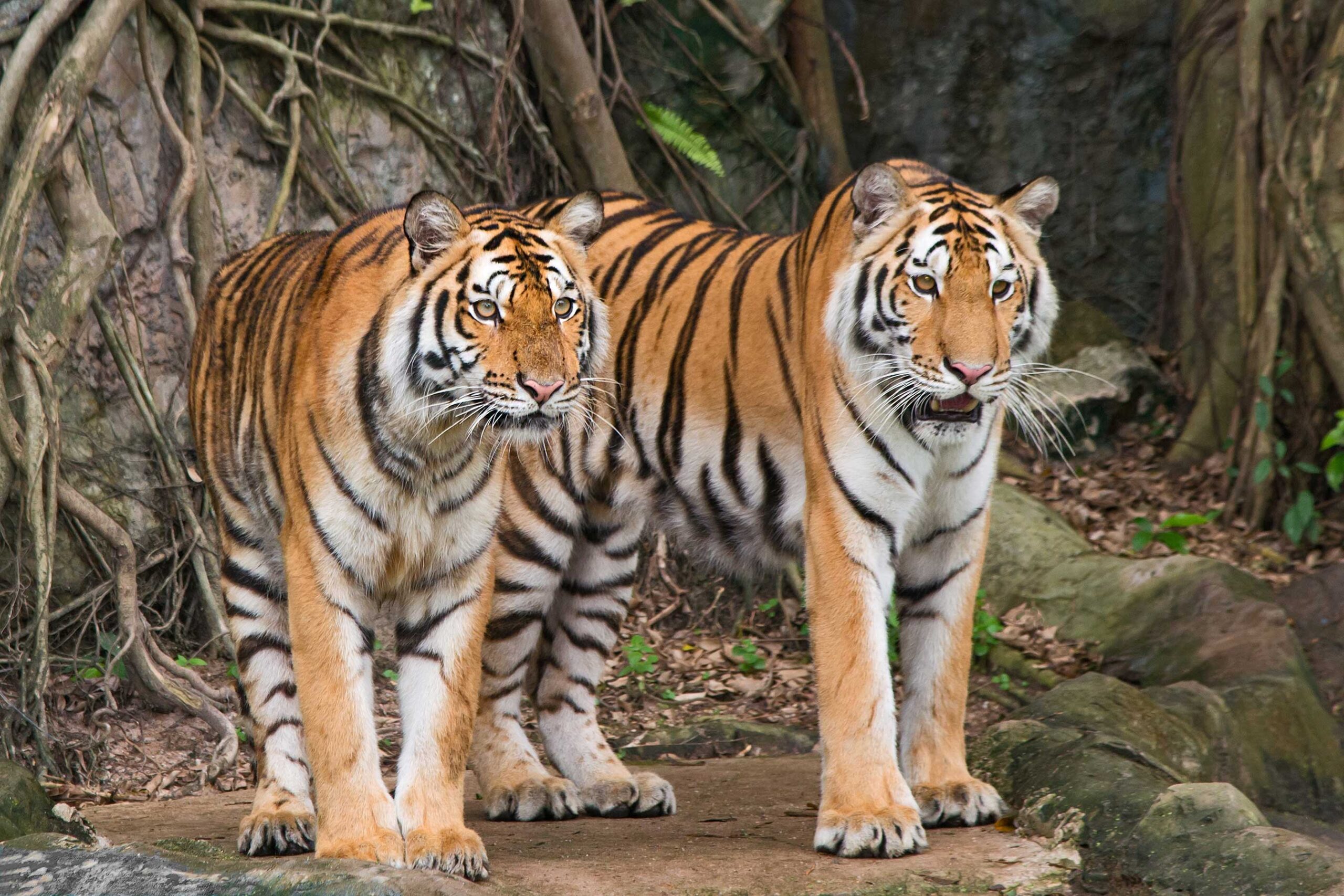 rajasthan wildlife tour scaled